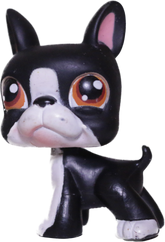 #0063 Boston Terrier