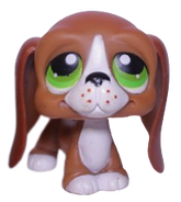#0312 Basset Hound