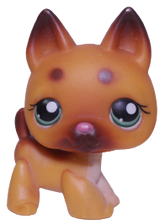 #0357 German Shepherd