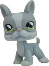 #0857 Boston Terrier