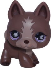 #0867 German Shepherd