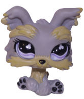 #0883 Yorkshire Terrier