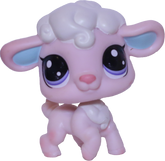 #101 Lamb "Cottontop Curlicue"