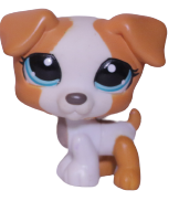 #1093 Jack Russell
