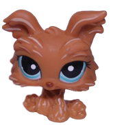 #1407 Yorkshire Terrier