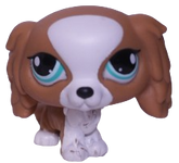 #1825 King Charles Spaniel