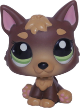 #2137 German Shepherd