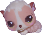 #2630 Baby Guinea Pig