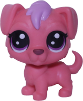 No # Saint Bernard "Rubiette"