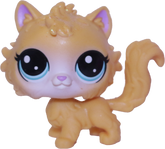 #45 Cat "Daffodil Selkirk"