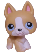 No # German Shepherd